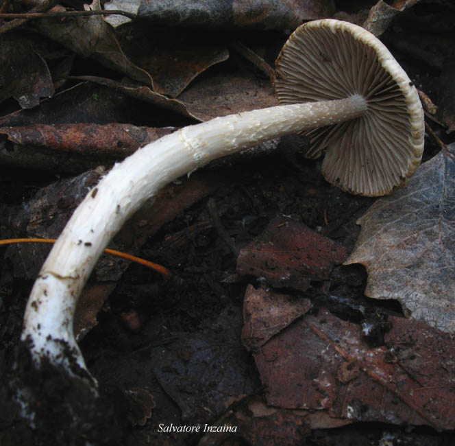 Psathyrella sp.